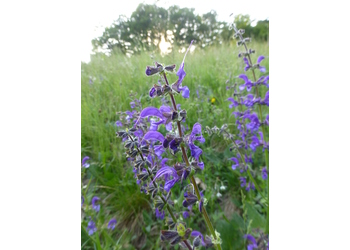 Wiesen-Salbei (Salvia pratensis) - © Philipp Sengl